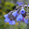 Plantes amb Històries: Borraina, consolda, escurçonera.